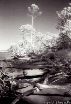 Driftwood