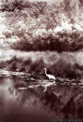 Snowy Egret