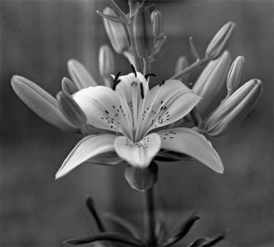 Tiger Lily