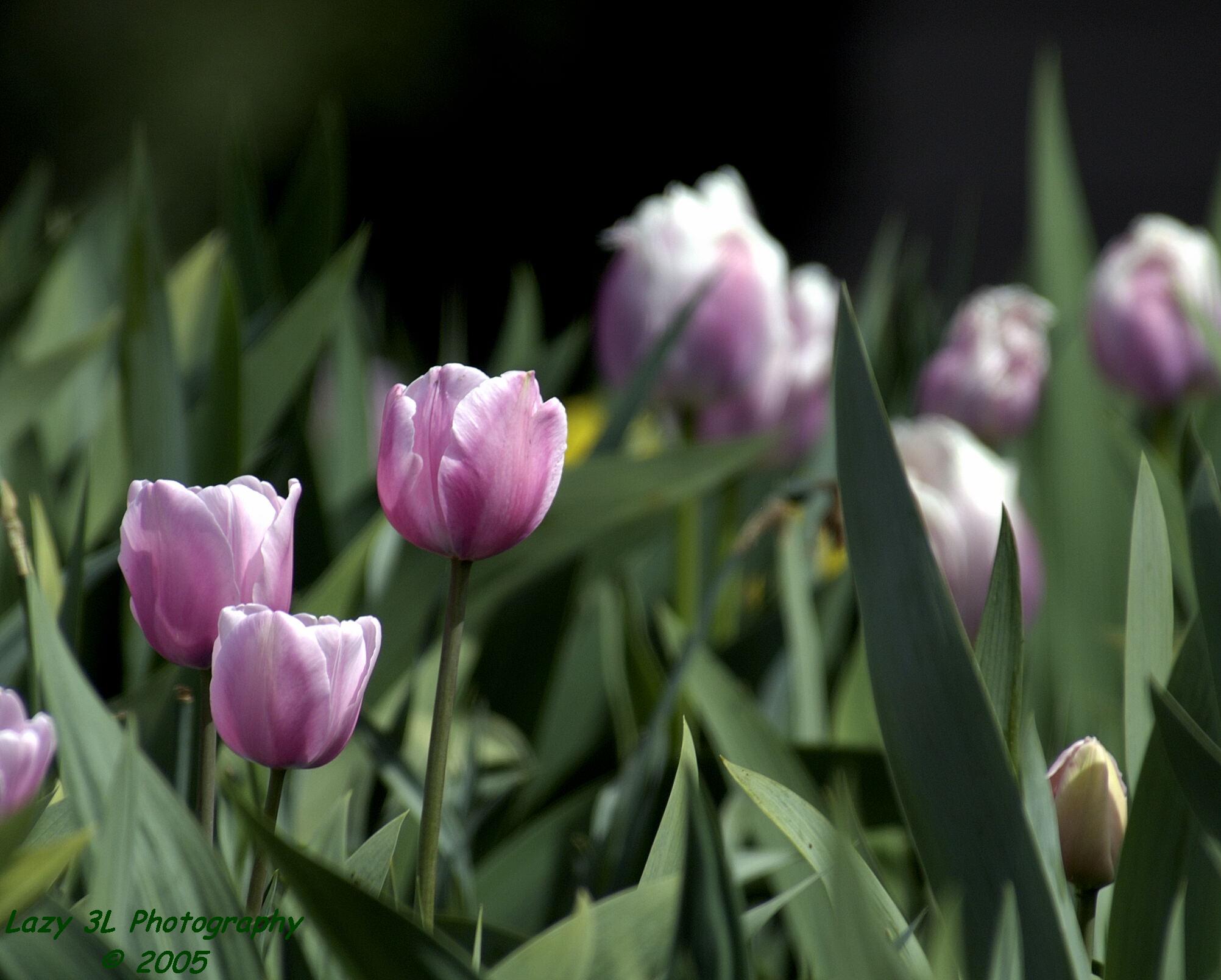 Tulips alongside the road