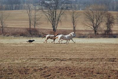 gallop2