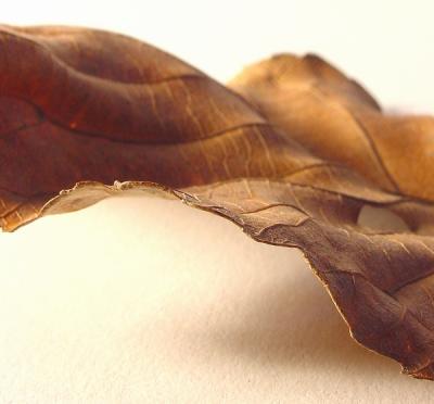 leaf edge