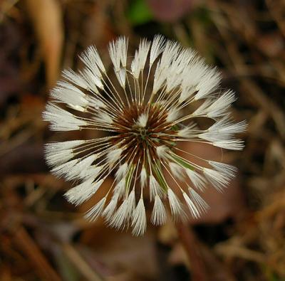 Dandelion