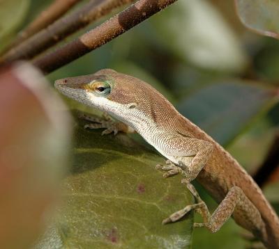 Green Anole