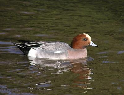 u12/lesliej/medium/38200924.eurasianwigeon.jpg
