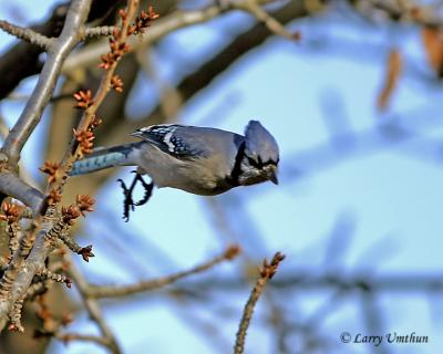 Blue Jay