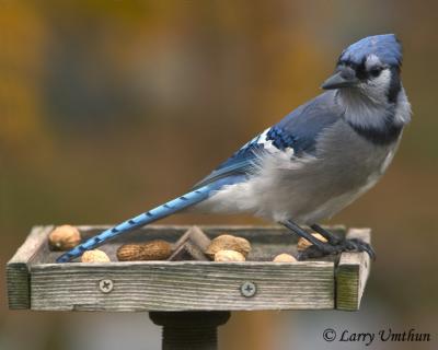 Blue Jay