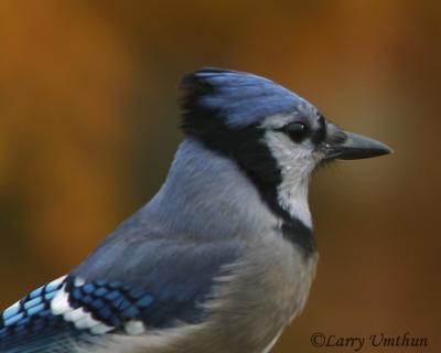 Blue Jay