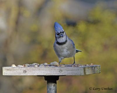 Blue Jay