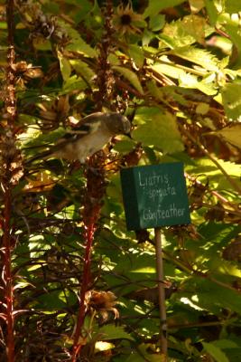 American Goldfinch