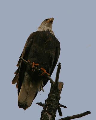 Bald Eagle