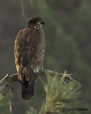 Bald Eagle-Juv