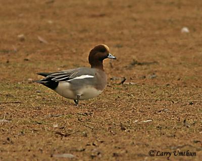 Eurasian Wigeon