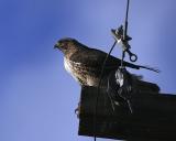 Red-tailed Hawk