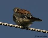 American Kestrel