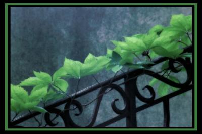 vine and railing