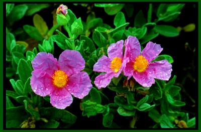 3 fuschia flowers