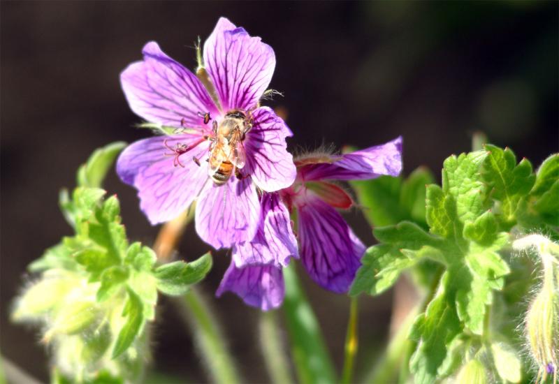 HoneyBeeonpurpl.jpg