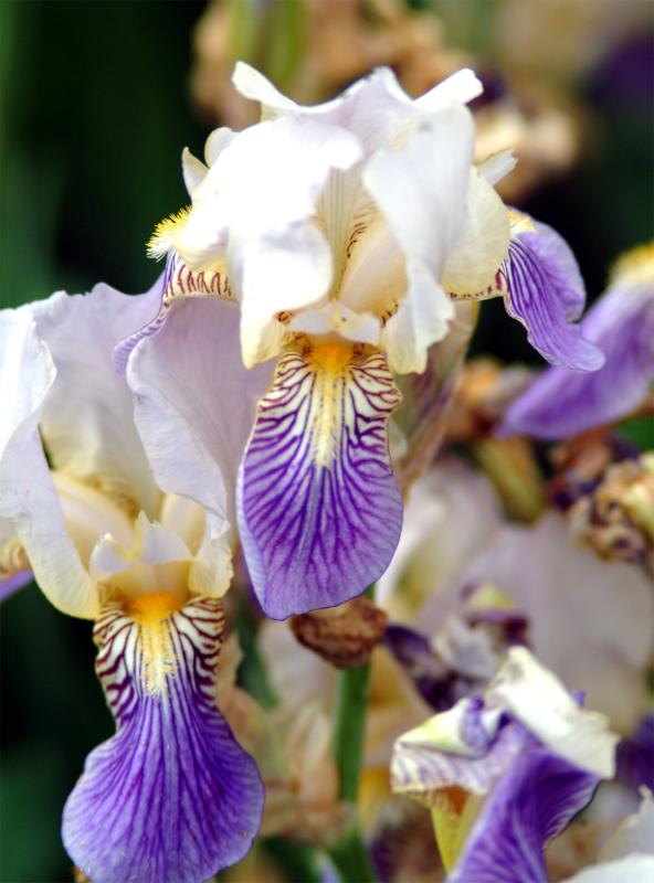 Purple-Iris.jpg