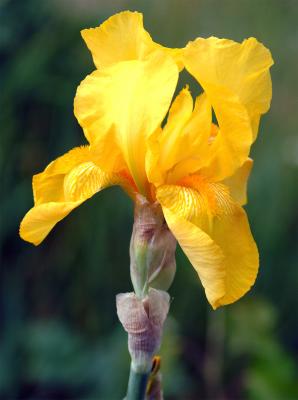 Yellow-Iris.jpg