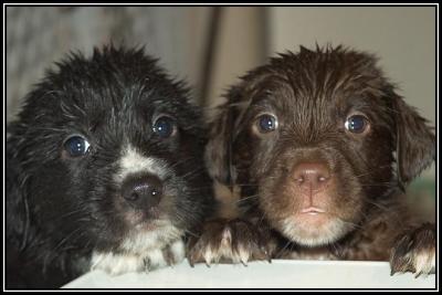 Drowned rats? - 5 weeks