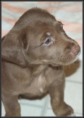 Slick - 5 weeks