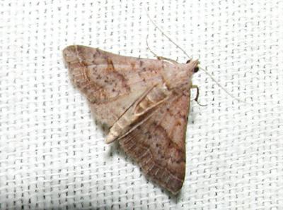  Bent-winged Owlet (Bleptina caradrinalis)