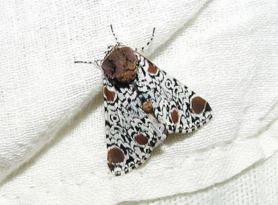 Harris's Three-Spot (Harrisimemna trisignata)