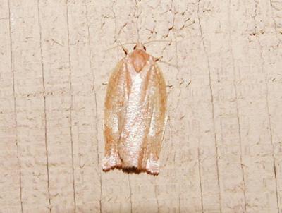 Spotted Fireworm Moth (Choristoneura parallela)