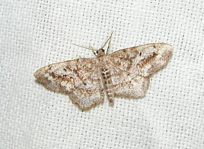 One-spotted Variant (Hypagyrtis unipunctata)