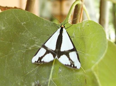 'The Neighbor' Moth (Haploa contigua)