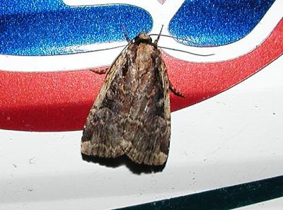 Yellow-based Tussock Moth (Dasychira basiflava)