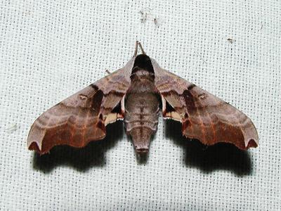 Twin-spotted Sphinx (Smerinthus jamaicensis)