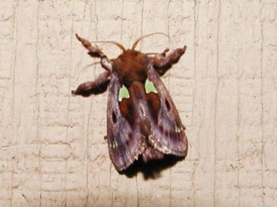 Spiny Oak-slug Moth (Euclea delphinii)