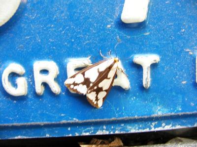 Reversed Haploa moth (Haploa reversa)