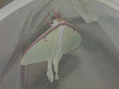 Luna Moth- day 2 in enclosure