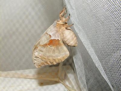 Polyphemus Moth- newly emerged from pupa
