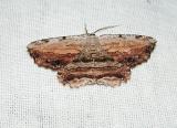Common Lytrois Moth (Lytrosis unitaria)