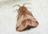 Eastern Tent Caterpillar Moth (Malacosoma americanum)