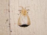 Forest Tent Caterpillar Moth (Malacosoma disstria)