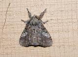 Manto Tussock Moth (Dasychira manto)