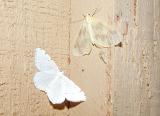 top - The Beggar (Eubaphe mendica) bottom - Lesser Maple Spanworm (Itame pustularia)
