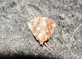 Silver-spotted Fern moth (Callopistria cordata)