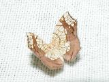 Horned Spanworm moth (Nematocampa limbata)