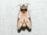 Red-humped Caterpillar moth (Schizura concinna)