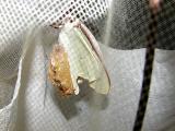 Luna Moth emergence (cocoon still on abdomen)