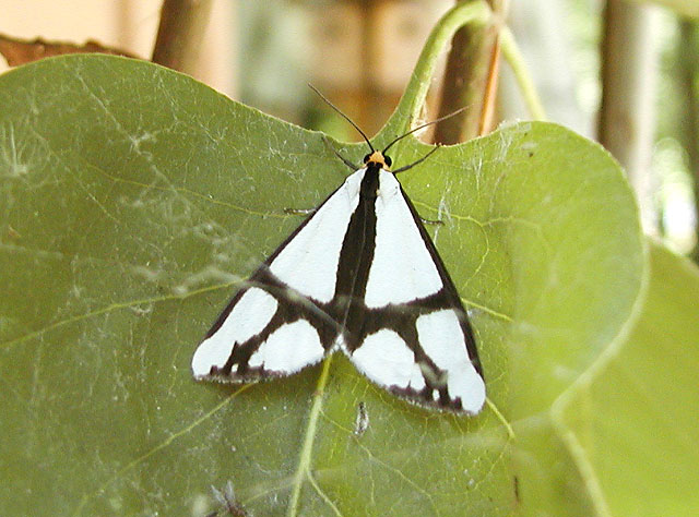 The Neighbor Moth (Haploa contigua)