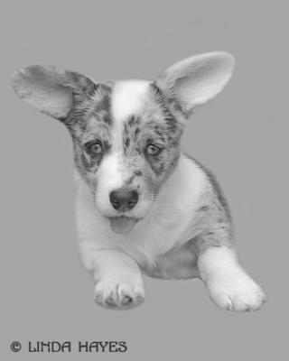 Corgi PP Simba 265 (pencil portrait)