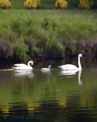 Wiled Lake  Swan Family 016 bZ - watercolor filter