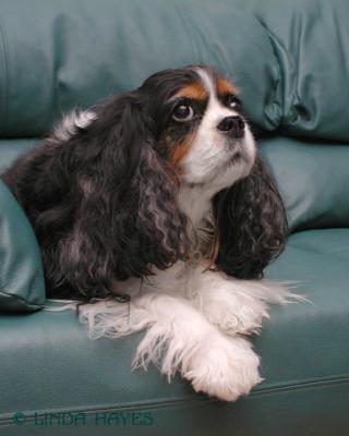 u12/lindah/medium/3766273.Meagan173WEB.jpg